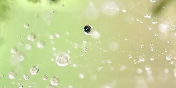 spider web with dew drops close up and with abstract green background smooth gardient