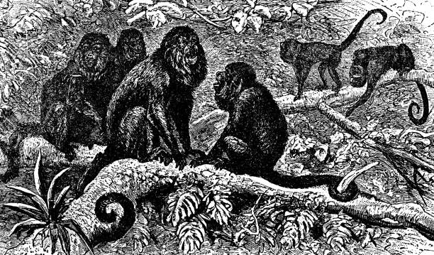 Ursine Howler Monkeys (Alouatta Seniculus Arctoidea) - 19th Century Ursine Howler Monkeys (alouatta seniculus arctoidea). Vintage etching circa 19th century. howler monkey stock illustrations