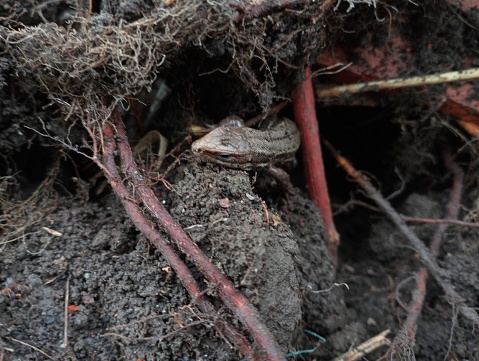 A forest lizard peeks out of a hole from the ground among the roots and soil. The topic of yellow-blooded animals. Viviparous lizard of brown color.