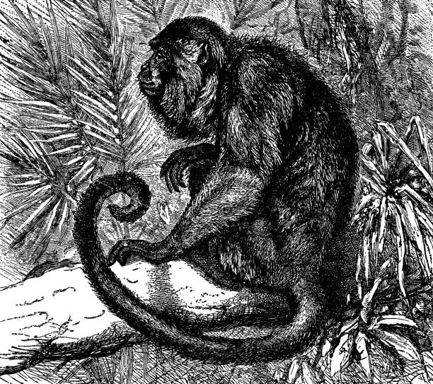 Black Howler Monkey (Alouatta Caraya) - 19th Century A Black Howler Monkey (alouatta caraya). Vintage etching circa 19th century. howler monkey stock illustrations