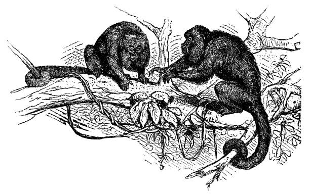 Yucatán Black Howler Monkey (Alouatta Pigra) - 19th Century A Yucatán Black Howler Monkey (alouatta pigra). Vintage etching circa 19th century. howler monkey stock illustrations