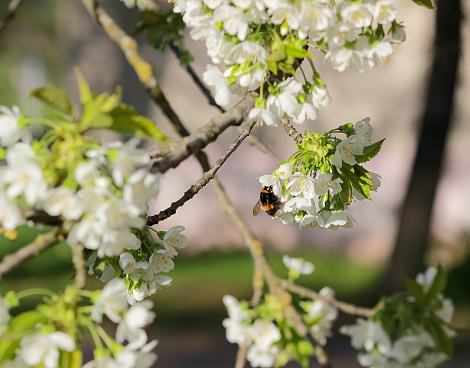 cherry trees are blooming. Bumblebee are collecting nectar and pollinate the trees. Selective focus, copy space