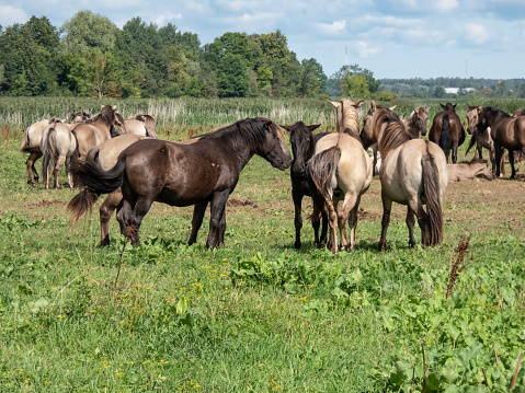 Group of grey and black Semi-wild Polish Konik horses spending time together in a floodland meadow with green vegetation in summer. Wildlife scenery. Wild horse reintroduction