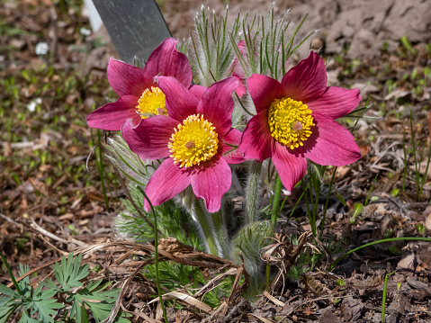 Close-up shot of beautiful group of pink spring flowers Pasqueflower (Pulsatilla x gayeri) with yellow center surrounded with dry leaves appearing in a flower bed in early spring