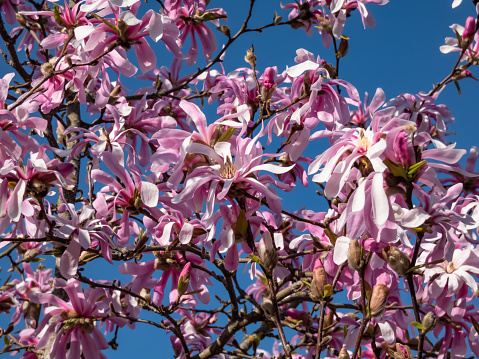 Close-up of the Pink star-shaped flowers of blooming Star magnolia - Magnolia stellata cultivar 'Rosea' in bright sunlight in early spring with blue sky in background