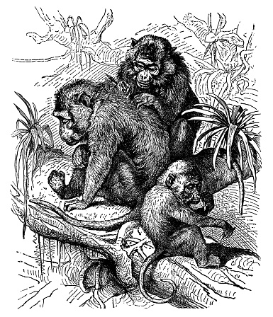 Crab-eating Macaque monkeys (macaca fascicularis). Vintage etching circa 19th century.