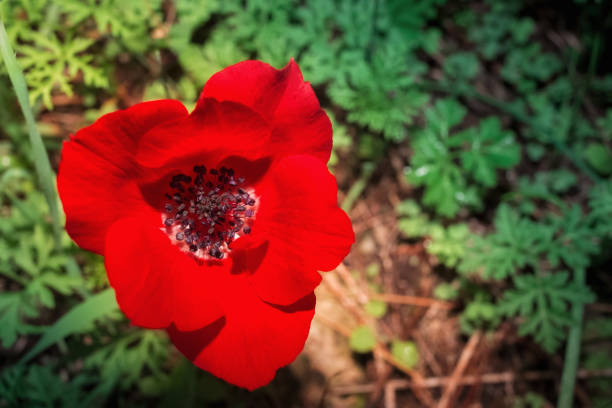 One beautiful red wild Anemone flower in the park, photographed in close-up, wild flowers background concept
