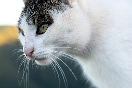 Close-up of a cat with wide open eyes, curious, frightened, begging, looking for food.