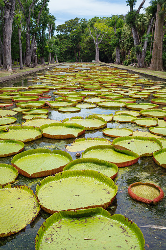 Huge Victoria Amazonica water lily leaves which can reach two meters in diameter floating on the pond in Sir Seewoosagur Ramgoolam Botanical Garden Pamplemousses Park Port Louis, Mauritius Island.