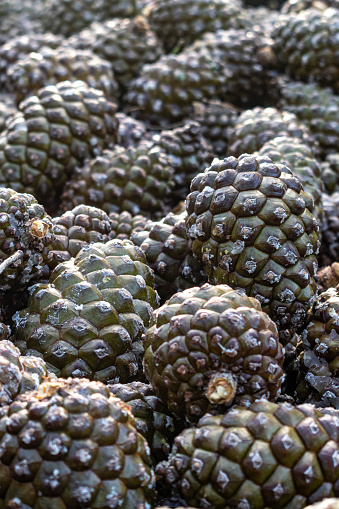 Green heap closed of the harvest in the new winter campaign for the extraction of white pineapple - pineapple cone campaign in Castilla y Leon - Spain