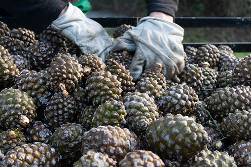 A working man unloads to the trailer a full of green pineapples , the trailer is full in the campaign of the new season . the pineapple harvesters collect the pineapple to extract the white pine nut - nut . pineapple seed - pineapple - Castilla y León - Spain