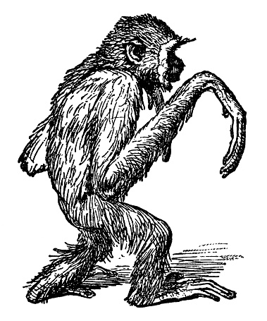 White-handed Gibbon apes (hylobates lar). Vintage etching circa 19th century.