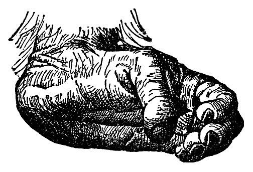 An orangutan (pongo) foot. Vintage etching circa 19th century.