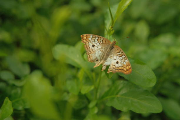 istock Butterflies in wildlife 2061321796