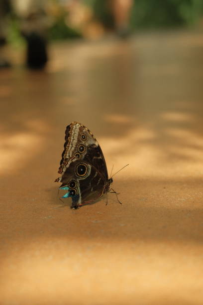 istock Butterflies in wildlife 2061323371