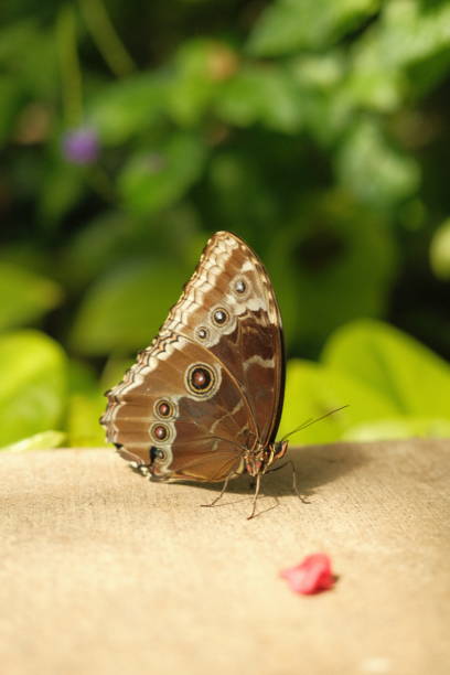 istock Butterflies in wildlife 2061324417