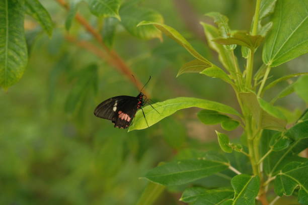 istock Butterflies in wildlife 2061324957