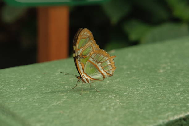 A stunning close-up of a Malachite butterfly (Siproeta stelenes) perched gracefully on a vibrant green leaf. The intricate patterns and iridescent colors of the butterfly contrast beautifully with the lush foliage, creating a captivating natural composition.