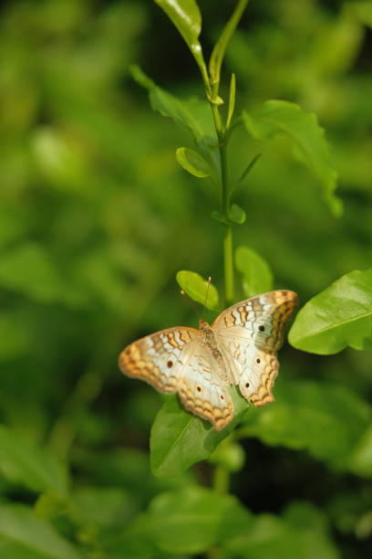 Beautiful butterfly in the greenhouse. Selective focus.