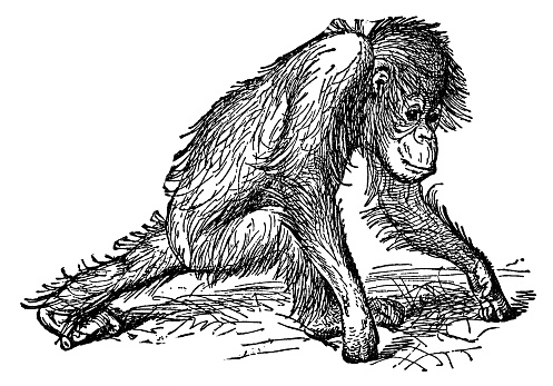 A young orangutan (pongo). Vintage etching circa 19th century.