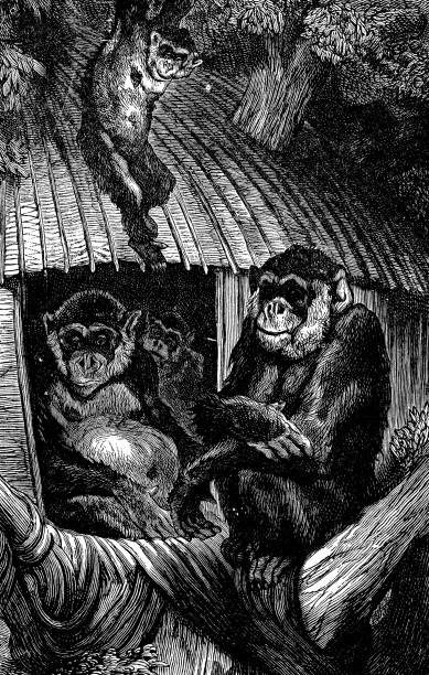 チンパンジーの家族(pan troglodytes) - 19世紀 - チンパンジー点のイラスト素材／クリップアート素材／マンガ素材／アイコン素材