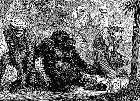 A Bornean Orangutan ape (pongo pygmaeus) being captured by a group of hunters to be put into captivity. Vintage etching circa 19th century.