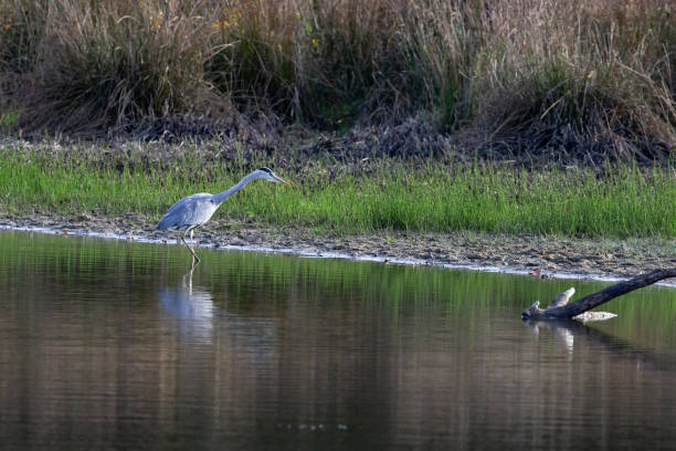 Daytime side view close-up of a single Grey Heron (Ardea Cinerea) walking by slowly and alert with a straight neck and its head slighty bend over at the water's edge of a pond