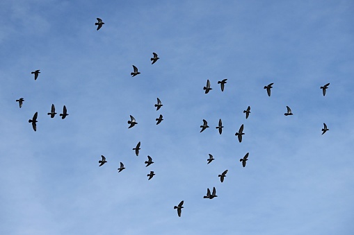 A sight of a flock of pigeons flying in the sky. Bird watching background material.