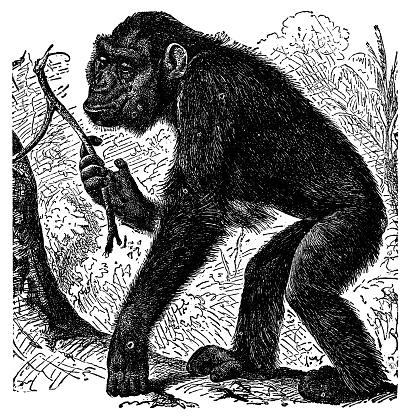 A young Western Gorilla (gorilla gorilla). Vintage etching circa 19th century.