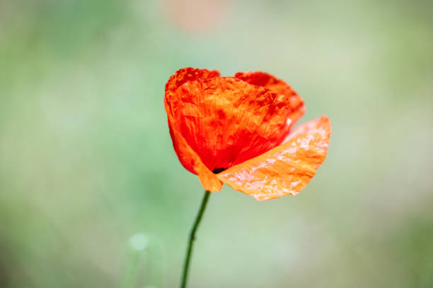 Hermosa flor de amapola sobre un fondo verde borroso. Enfoque selectivo. - foto de stock