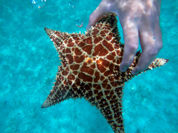 istock A hand reaches out for a Starfish under water 2061342286
