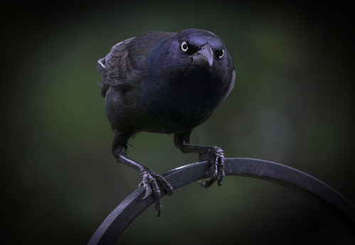 Dramatic portrait of a large black bird