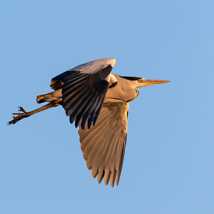 Detailed side view close-up of a single Grey Heron (Ardea Cinerea) flying by with spread wings downwards, concentrated looking straight ahead on a sunny wintertime day with a clear blue sky