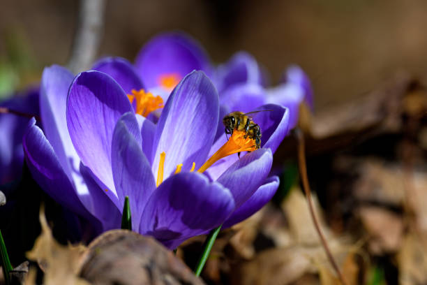 Honeybee on a purple Crocus flower in early March. The bee is a member of the genus Apis Asclepias tuberosa. They are crucial to the food supply as they pollinate countless food crops.