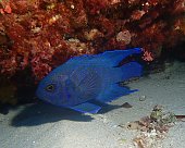 Western blue devil fish