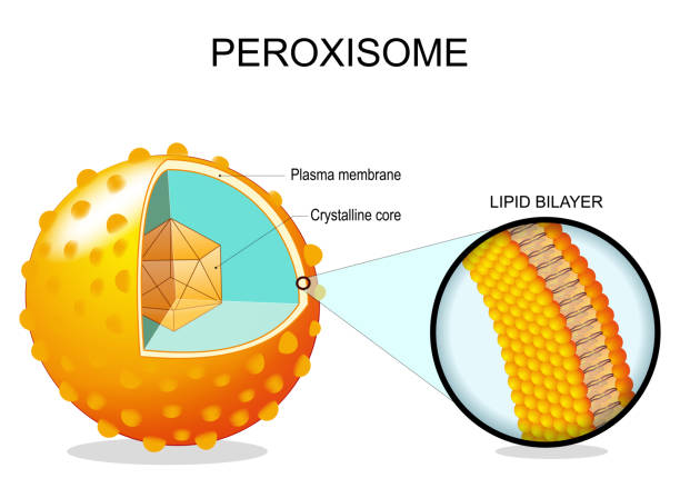 Peroxisome anatomy. Cross section of a cell organelle Peroxisome anatomy. Cross section of a cell organelle. Close-up of a Lipid bilayer Plasma membrane, Crystalline core, transport proteins. Vector illustration phagocytosis diagram stock illustrations
