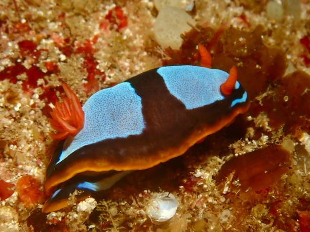 istock Blue red and black nudibranch 2061391134