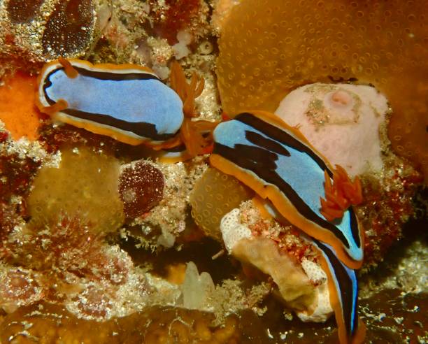 istock Blue red and black nudibranch 2061392172
