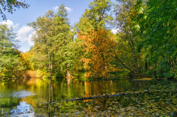 istock Landscape with Small lake in autumn forest, reflection on water, under blue sky. 2061399515