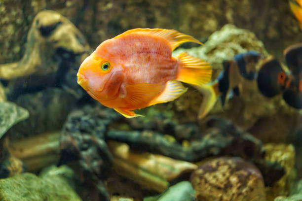 istock Fish swim in the aquarium 2061400109