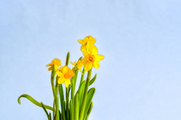 Daffodil flowers isolated against out of focus background.