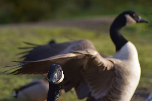 Flock of Geese on Roosevelt Island