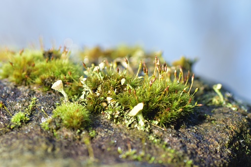 Macro close up of green moss and lichen on top of a damp rock in bright early morning sunshine