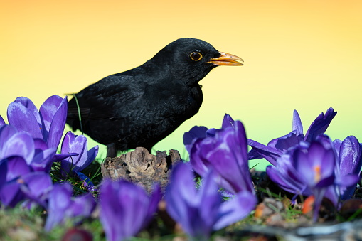 Blackbird and blossoming crocusses in springtime,Eifel,Germany.