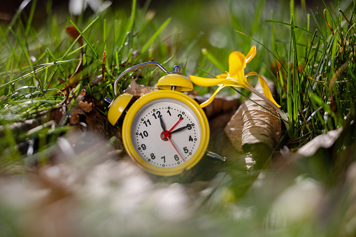 Alarm clock in spring flowers symbolizes the time change from winter time to summer time
