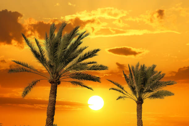 Palm and palm trees at an incredible and spectacular sunset