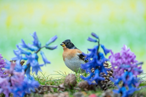 Bird - Robin, redbreast on spring meadow, wildlife Poland Europe