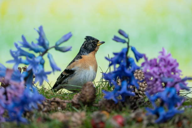 istock Mountain finch in spring 2061421519