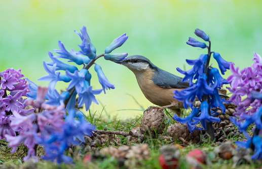 Nuthatch in springtime,Eifel,Germany.