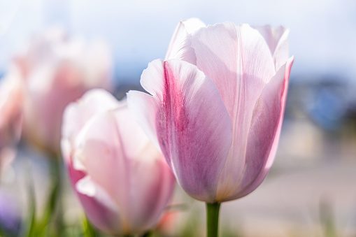 Amble, Morpeth, Northumberland, England, Great Briton, United Kingdom. Purple tulips in the sun.